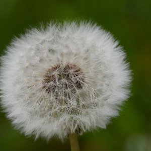 Pusteblume...... Jürgen Herborn